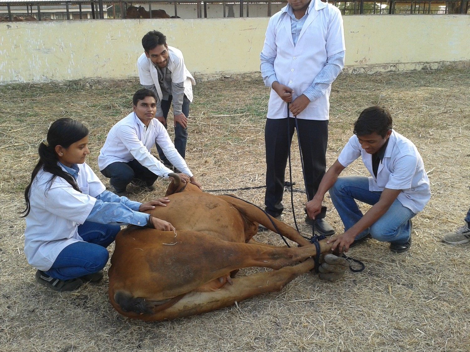 Students Casting The Animal